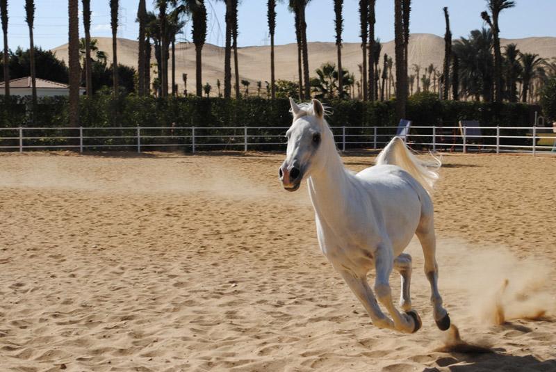 Sakkara Country Club Hotel El Hawamdeya Luaran gambar